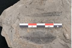 Foto (Detailansicht) von Cassia hyperborea Unger (NHMW-GEO-2024-0188-8050)